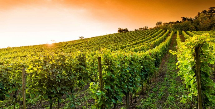 vignes du grand jaure